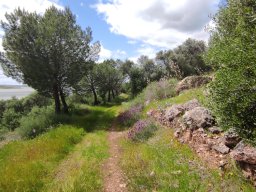 Flora del Cerro Masatrigo